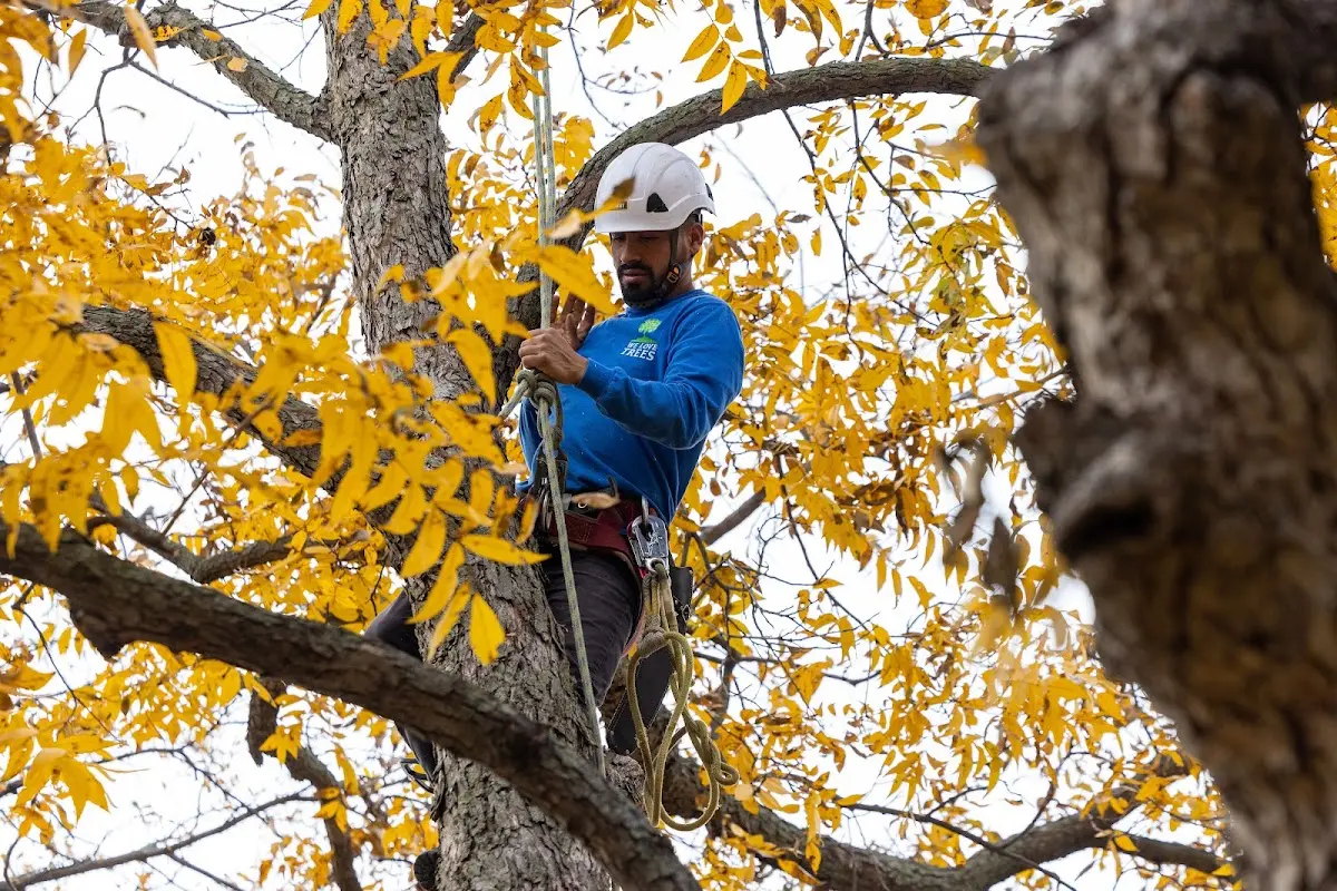 Skilled Storm Damage Cleanup crew working in Martin